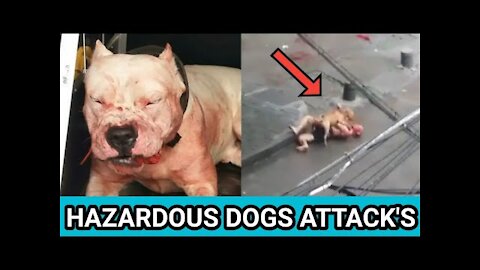 Hazardous Dogs Attacking Humans And Kids | Dog Attack Compilation!