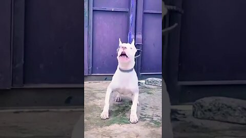 white Barking Pitbull #shorts #dog #dogbarking #viral #pitbull #doglover