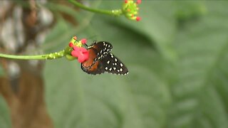 Cleveland Botanical Gardens to begin releasing more than 600 butterflies a week into biome
