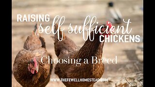 Self Sufficient Chickens | Choosing a Breed