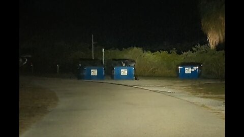 Dumpster Bandits: Raccoon and Cat Gang