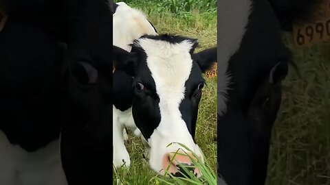 Extra-terrestrials feeding cows.