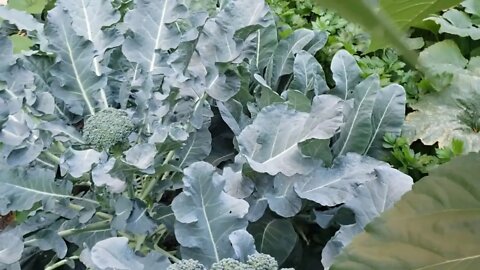 My garden was toured by the Master Gardener's group!