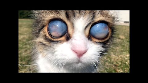 Blind Cat Has Unique Eyes IT IS SO COOL!
