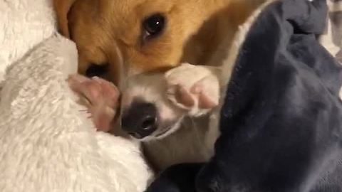 Corgi has hard time getting out of bed