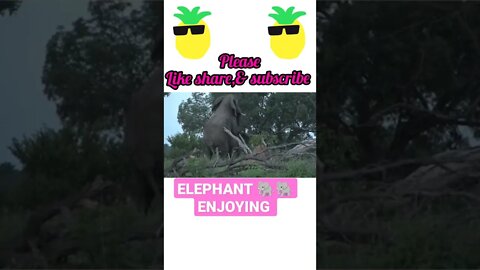 Elephant 🐘 Enjoying ® #shorts #youtubeshorts