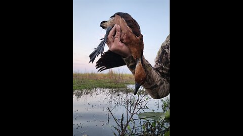 Florida Fulvous Flying Free