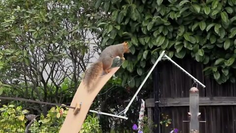 The Squirrel, the Physicist and the Bird Feeder