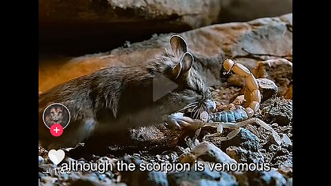 A fight between a scorpion and a mouse, a struggle for survival