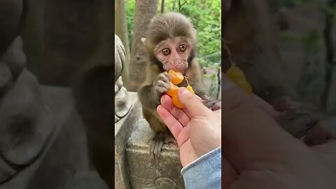 Adorable Monkey