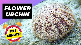 Flower Urchin - In 1 Minute! 🌊 One Of The Most Dangerous Ocean Creatures In The World