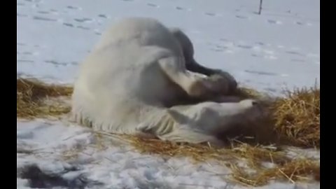 Sleepy Pony Adorably Struggles To Roll Over