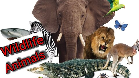 Ultimate wildlife collection in animals