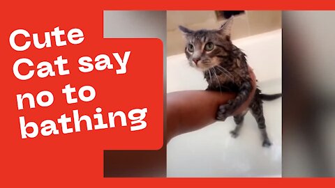 CUTE CAT say no to bathing