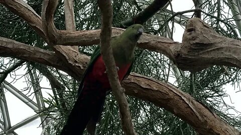 Highest Point in Vancouver (Queen Elizabeth Park) Bloedel Conservatory Tour