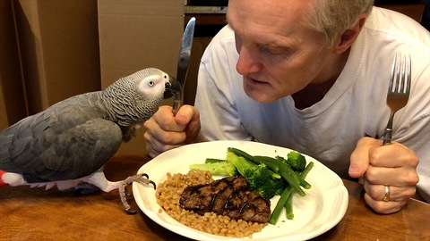 Parrot and owner share meal and special bond
