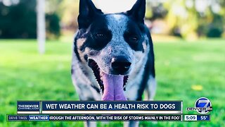 Wet weather can be a health risk to dogs