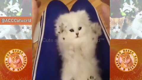 Funny Cats 😹 Having Fun With the Cutest Lil' Kitty 😻 (#149) #Clips