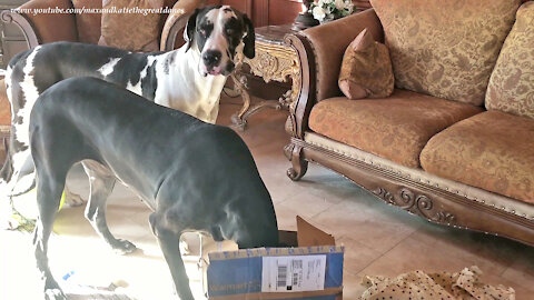 Cat Is Amused By Great Danes Opening Gift Box Of Toys And Treats