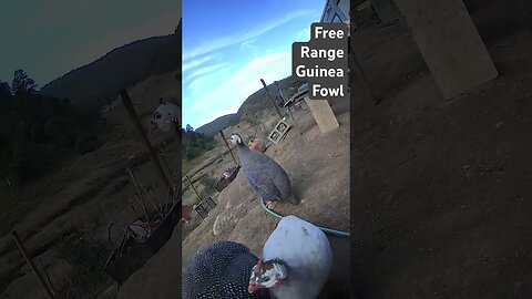 Farm surveillance. Free range guinea fowl
