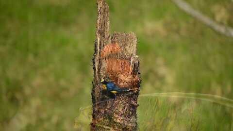 The most beautiful birds in bright colors with soothing music part IV