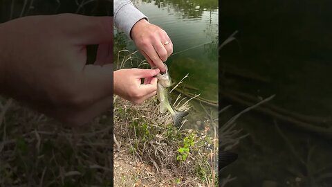 Bass Creek Fishing with Micro Swimbaits. #fishing #bassfishing #bass #creekfishing #shorts