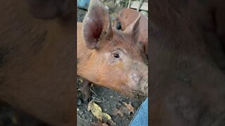 Piglets which one is your favorite #pigs #piglets #homestead #farm #farmanimals #fyp