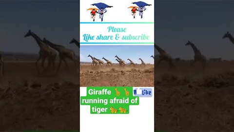 Giraffe 🦒 runway afraid of tiger 🐆🐆 2022, #shorts #youtubeshorts