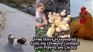 From Fluffy to Feathered: Enjoy the Ultimate Cuteness with Puppies and Chicks!