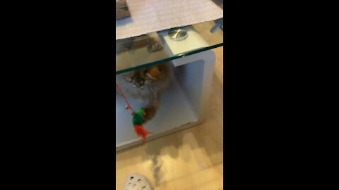 Cat can‘t catch the food