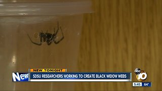 SDSU researchers working to create black widow webs