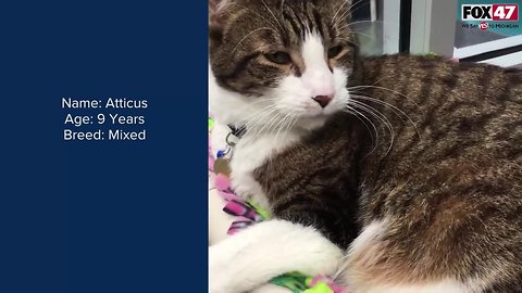 FOX Finders Pet Finder - Meet Atticus