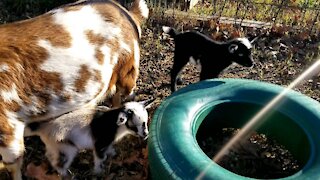 Goat-T and Tanner. 1 week old