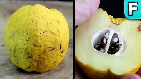 Fruits You've Never Heard Of | Pineapple Quince (Cydonia oblonga)