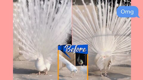 The peacock's screen is like casting a net; it catches the female peacock!