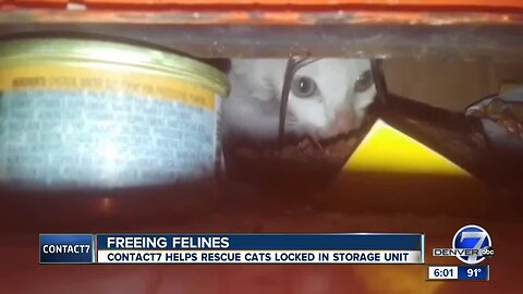 Freeing felines: Contact7 helps rescue cats locked in storage unit
