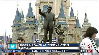 Pets to be allowed at some Disney resorts