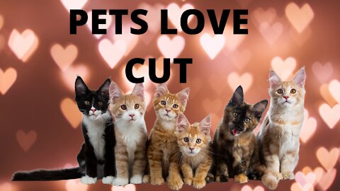 CUT CATS LOVE