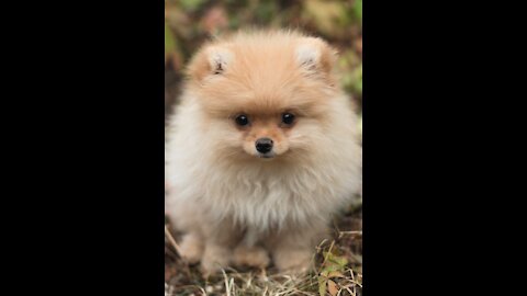 Mini Pomeranian Funny and Cute Pomeranian Videos 2021_Funny World