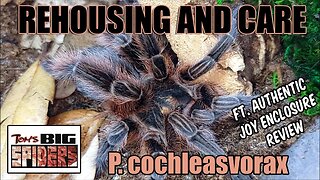 P. cochleasvorax "Snail Eating Tarantula" Care and Enclosure Review