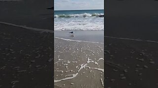 Seagull chilling at the beach