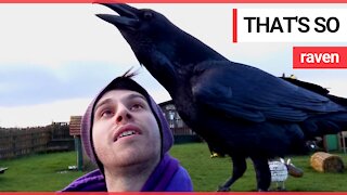 Meet Loki - an overly affectionate raven who likes to cuddle