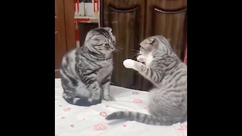 Funny Cats Video #8 😹 😹😹 - Cute Cats and Baby Kittens To Keep You Smiling and Laughing ❣️❣️❣️