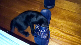 Black Kitten Gets His Head Stuck in Slippers