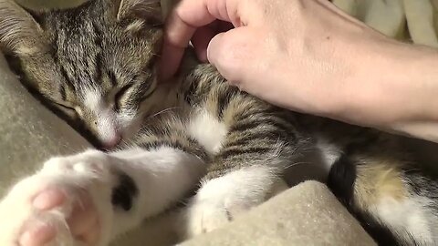 Baby Cat Relaxes on the Warm Soft Blanket