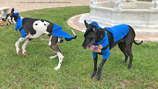 Happy Great Danes Have Fun Playing In Their Working Dog Halloween Costumes