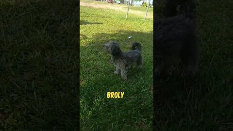 Negrita, Amapola y Broly jugueteando en el Centro de Barrio N°3, Tacuarembó, Uruguay (22/11/2022)