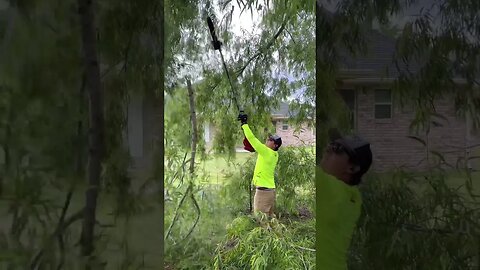 Easy Tree Trimming