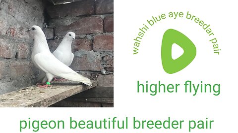 Wahshi breeder pair pigeon beautiful withe body