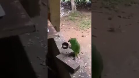 A hungry parrot demanding food by singing